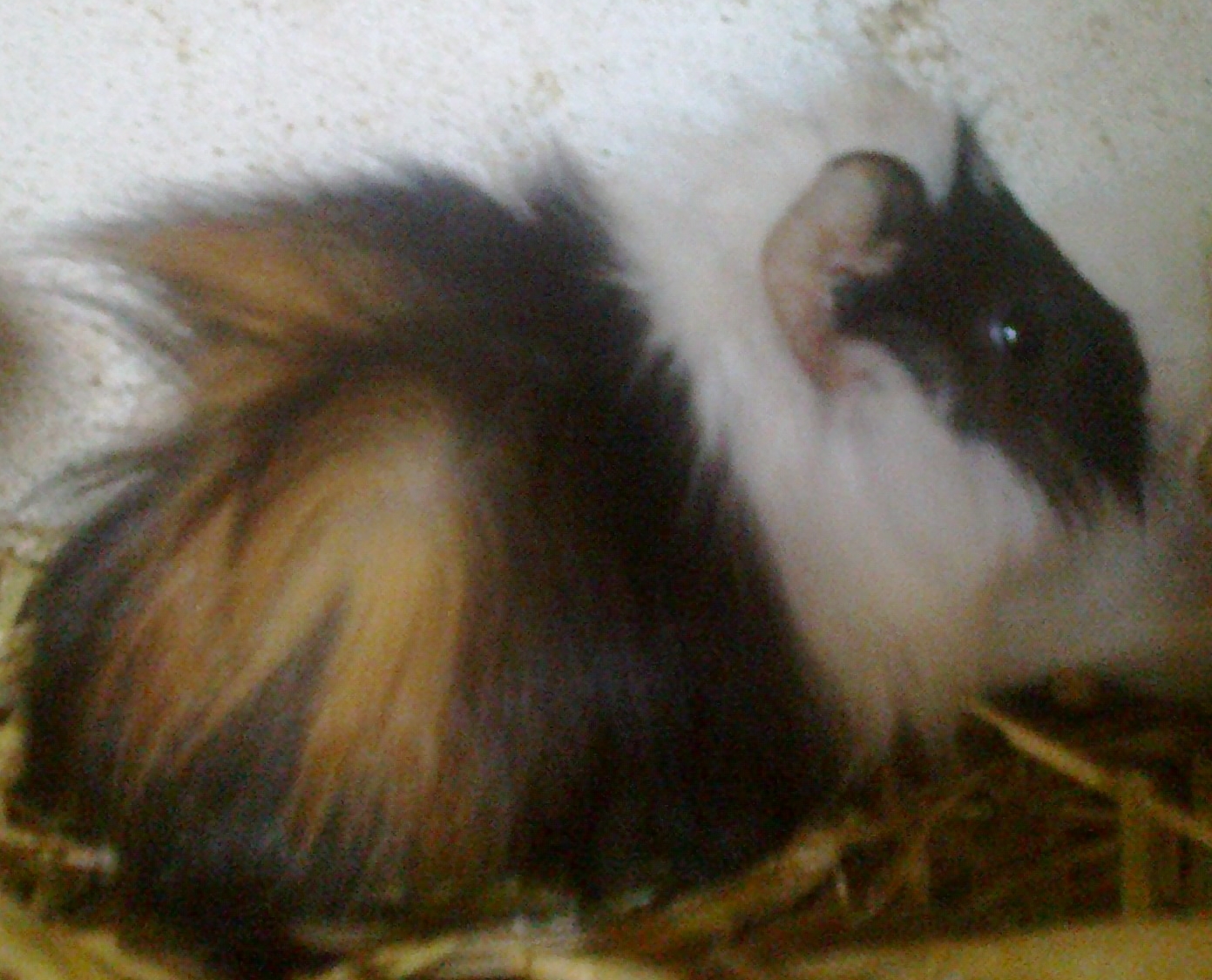 Animais Always Porquinhos da Índia Animais Always Porquinhos da Índia