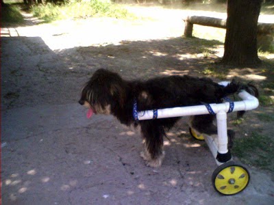  Mascotas,pets,DIY,para,for,gatos,cats,perros,dogs,pajaros,birds,handcrafts,manualidades,chaiselongue,sillon,sofa,wheelchair,silla,ruedas,ropa,clothes,toys,juguetes,ball,pelota,home,casita,rascador,