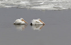 bird gulls ivory birds could re