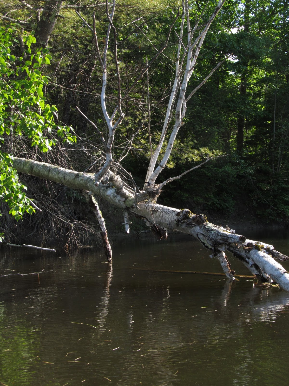 Recreational Kayaking in Maine: Upper Pleasant Pond, Richmond, Maine