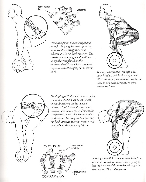 How to build muscles: Back exercises