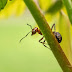 Φτιάξτε εύκολα οικολογικό απωθητικό μυρμηγκιών 