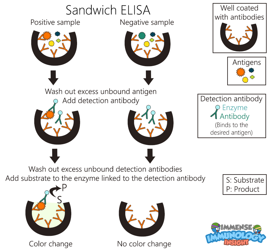 Immense Immunology Insight Sandwich ELISA