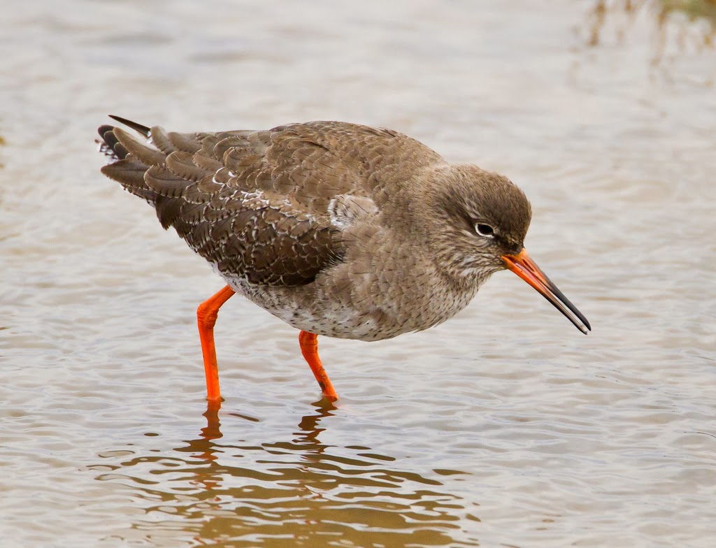 Lindisfarne National Nature Reserve: Movers and shakers from September