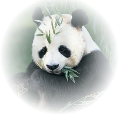 tinypng panda