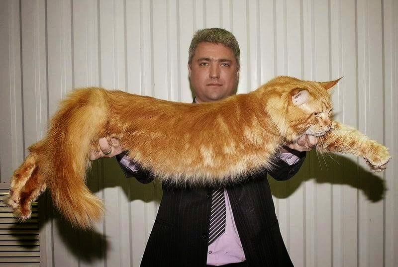 FriendsMediaLive Giant Cats in the world )