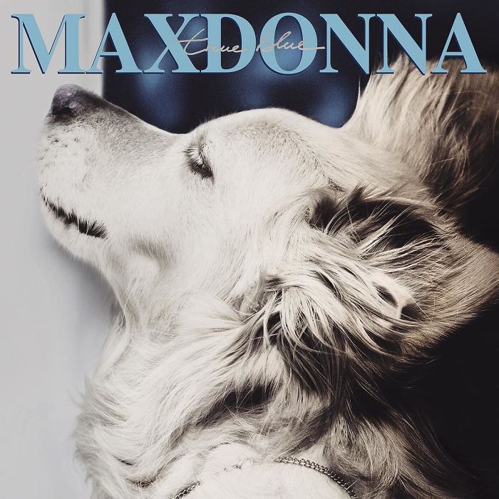cane ricrea cover-madonna-12