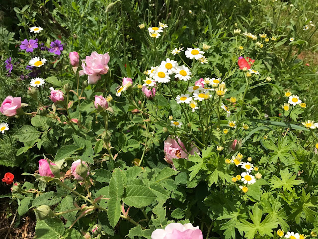 Storchschnabel, rosa Rose und Bertram und Mohn(c) by Joachim Wenk