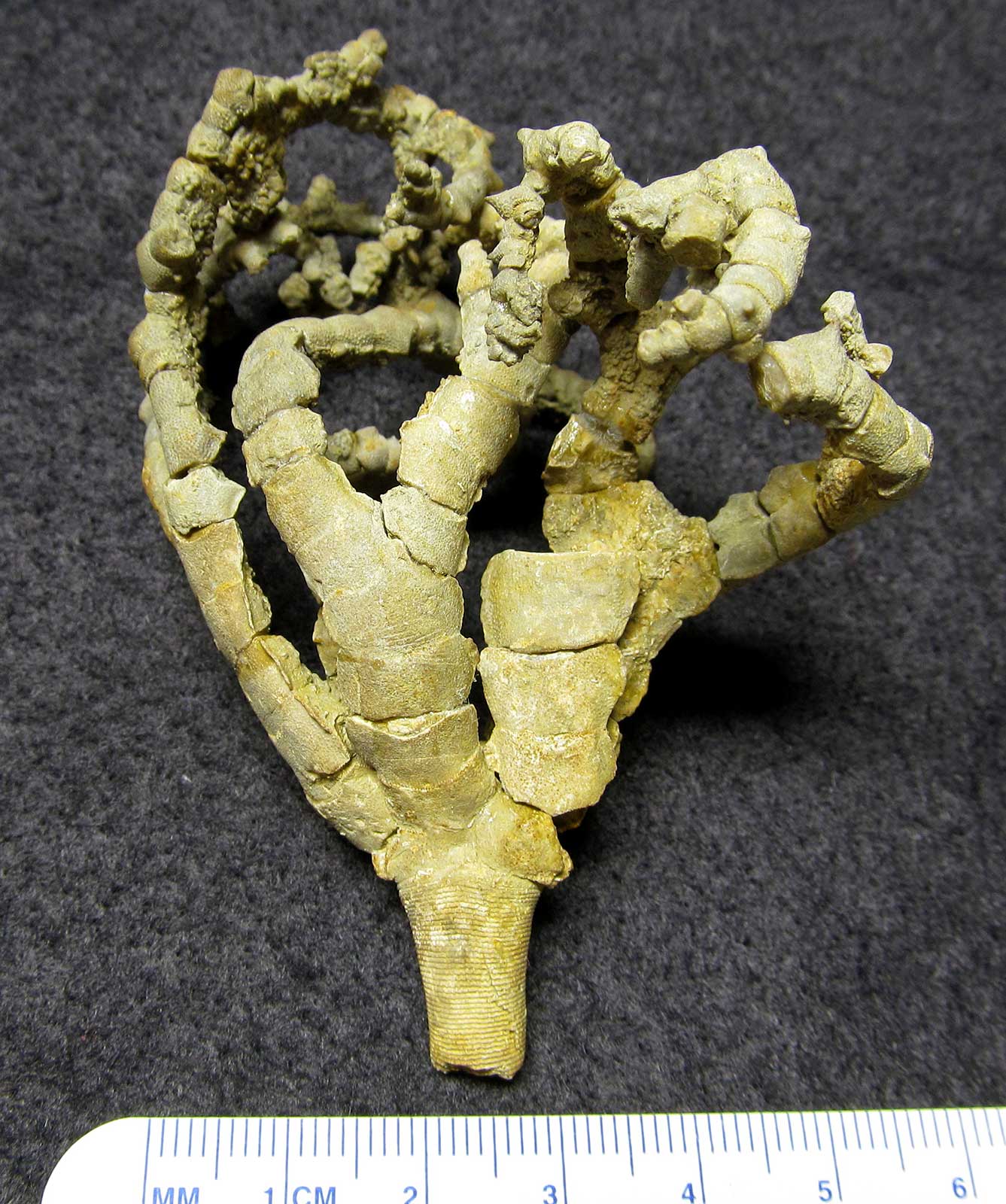 Louisville Fossils and Beyond