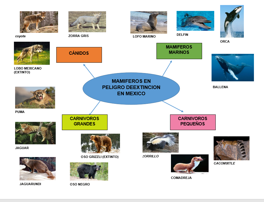 Mapa Mental De Los Animales En Peligro De Extincion