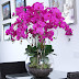 Tips on How to Care for Phalaenopsis Orchids