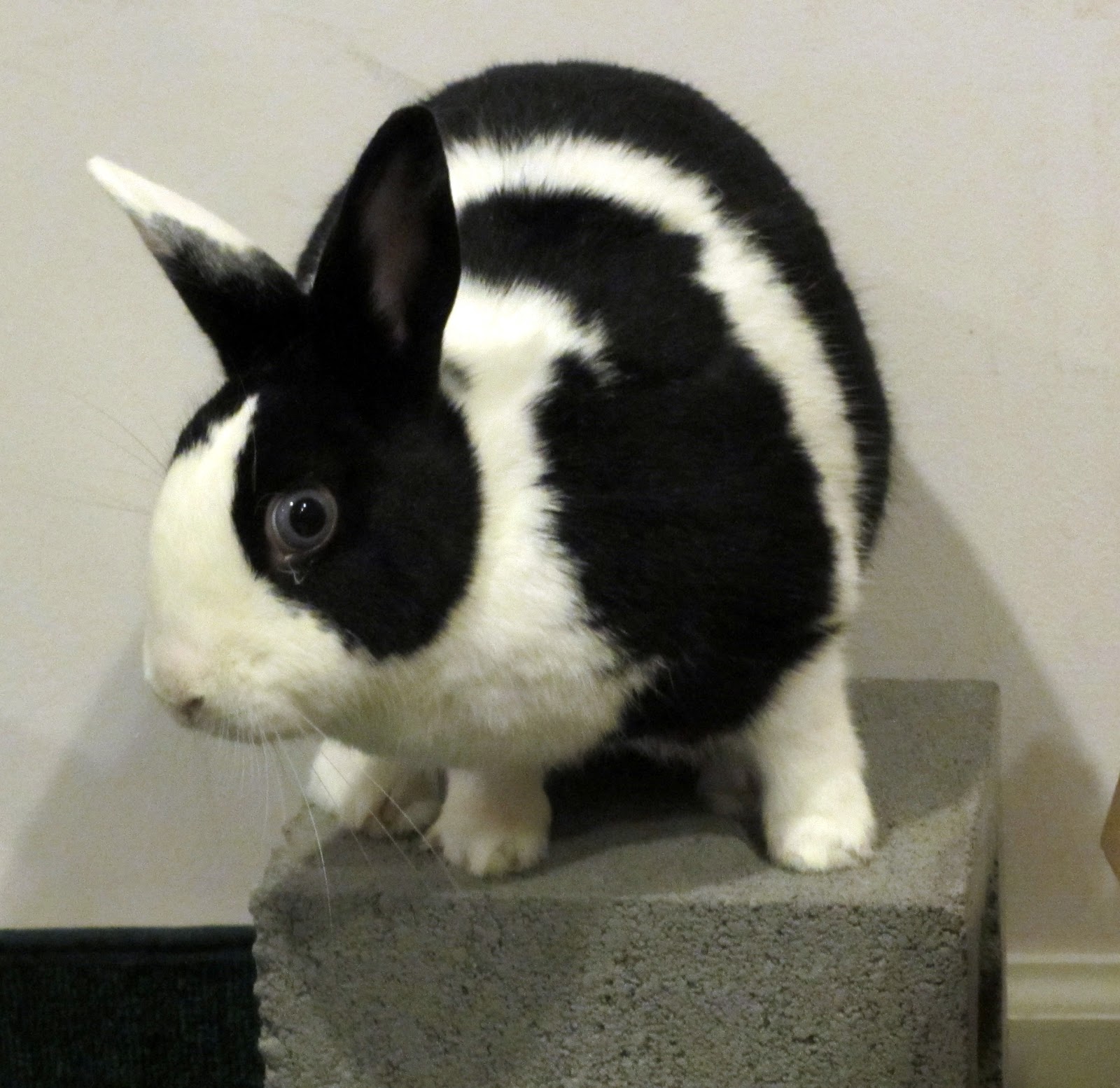 Rabbit Ramblings When bunnies chew carpet