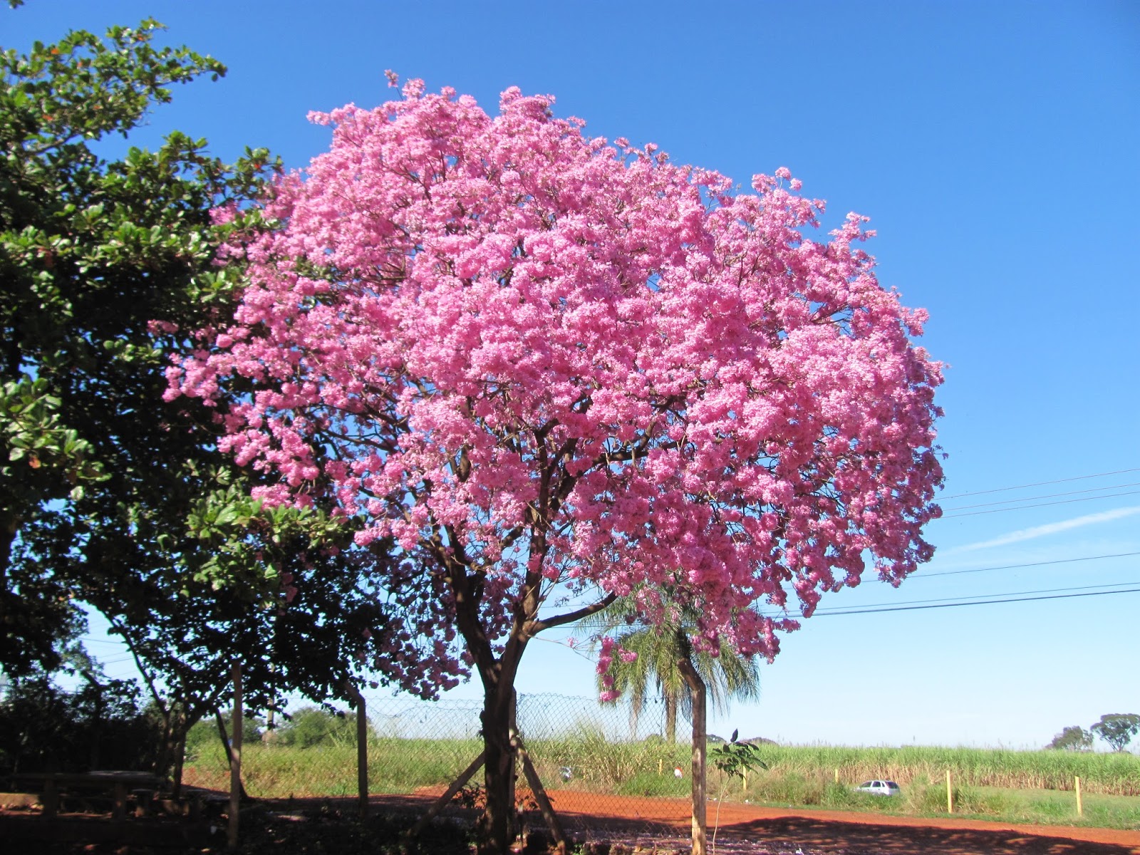 Clicks - Verdes: Tabebuia Avellanedae...vulgo...Ipê Rosa
