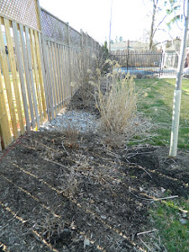 North York Toronto spring garden cleanup before by Paul Jung Gardening Services Inc