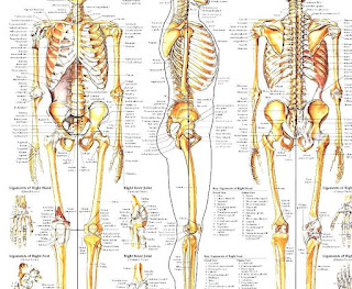 List Of Bones Of The Human Skeleton - There Are 206 Bones In The Human Body