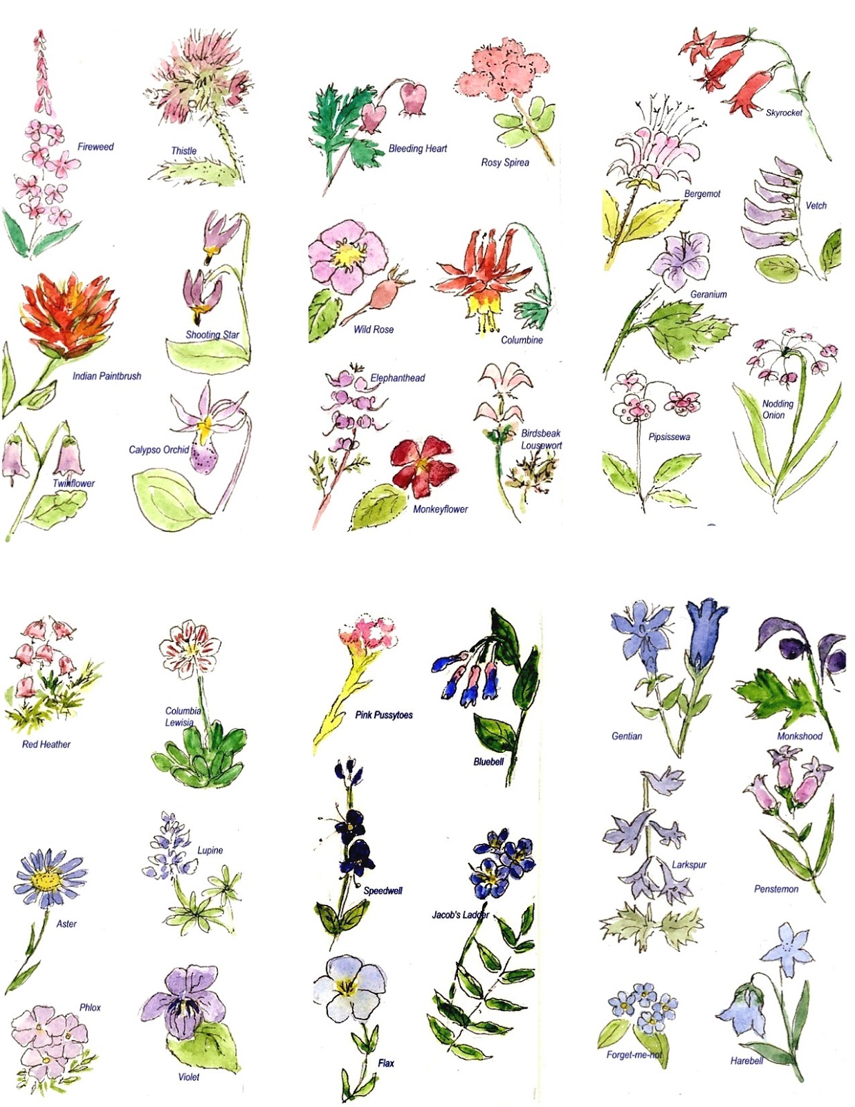 flower pictures and names flower pictures and names