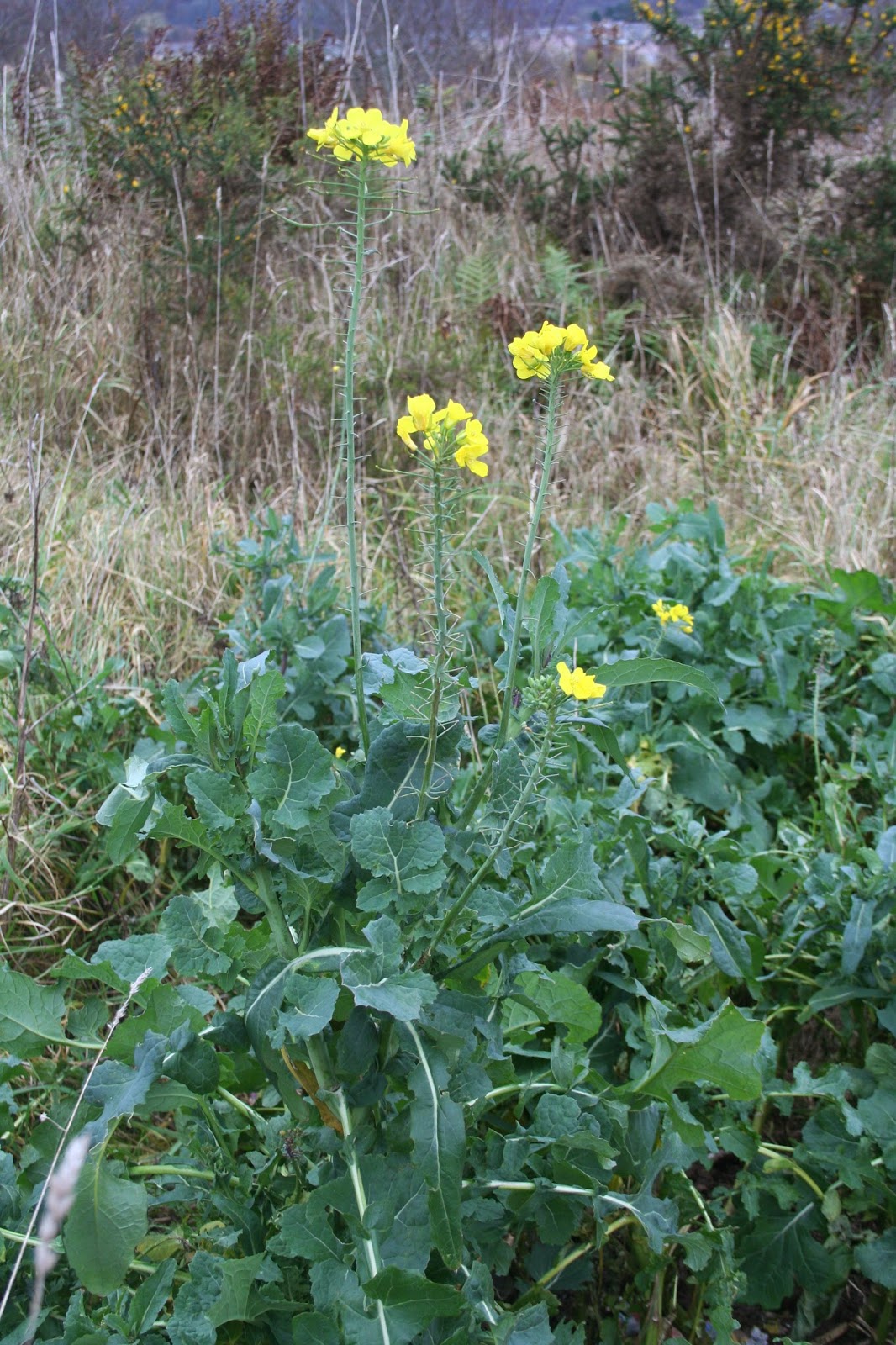 Valley Naturalist Wild cabbage (Brassica oleracea)