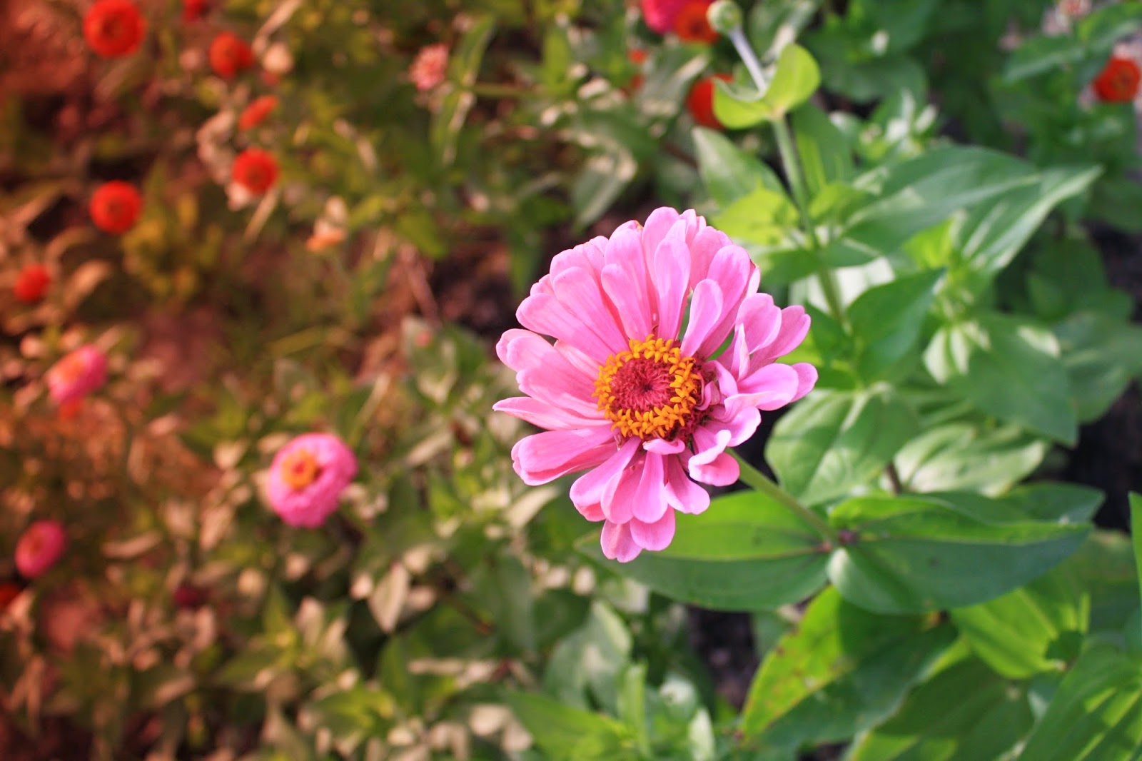 Black UniGryphon's Modest Photos New Jersey Flower Garden