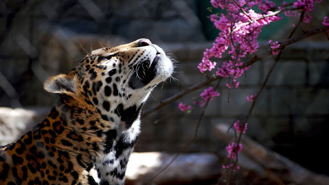 Fauve Regarde Fleurs Roses - Fond d'Écran en Full HD