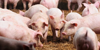 http://infomasihariini.blogspot.com/2016/03/kisah-anak-durhaka-yg-membelikan-daging.html