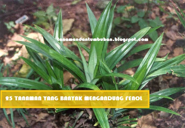 25 Tanaman yang Banyak Mengandung Fenol - inFarmasi.com