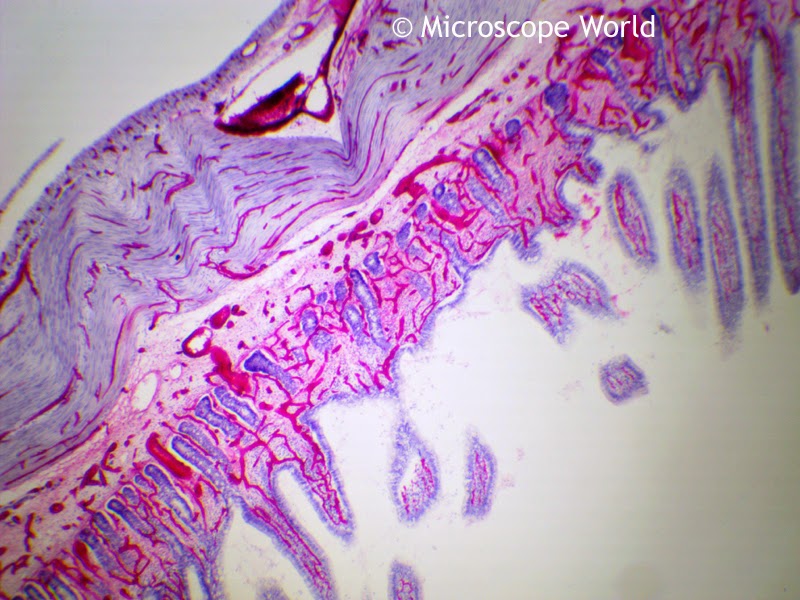 Microscopy image of small intestine capillaries at 40x.