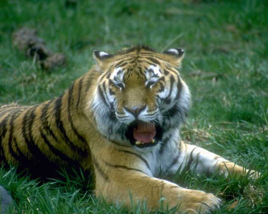 Hd Blogger Wallpapers: wild animals
