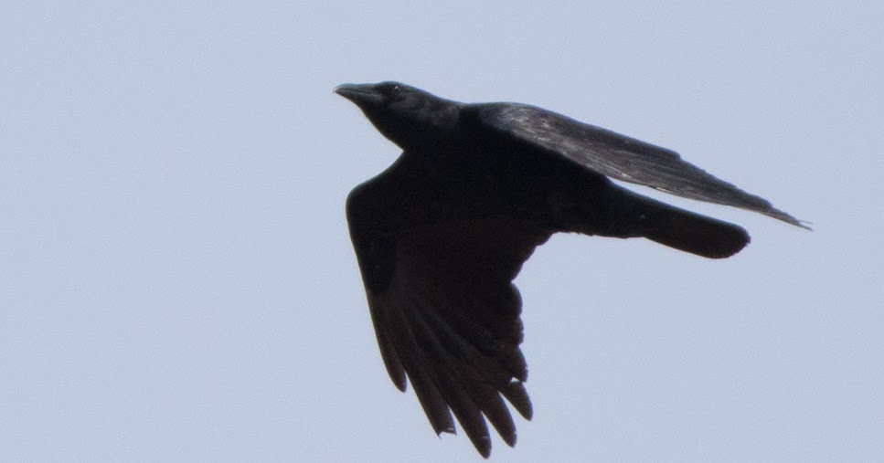 PeregrinePrints not dot com Blog: Visual ID of American vs. Fish