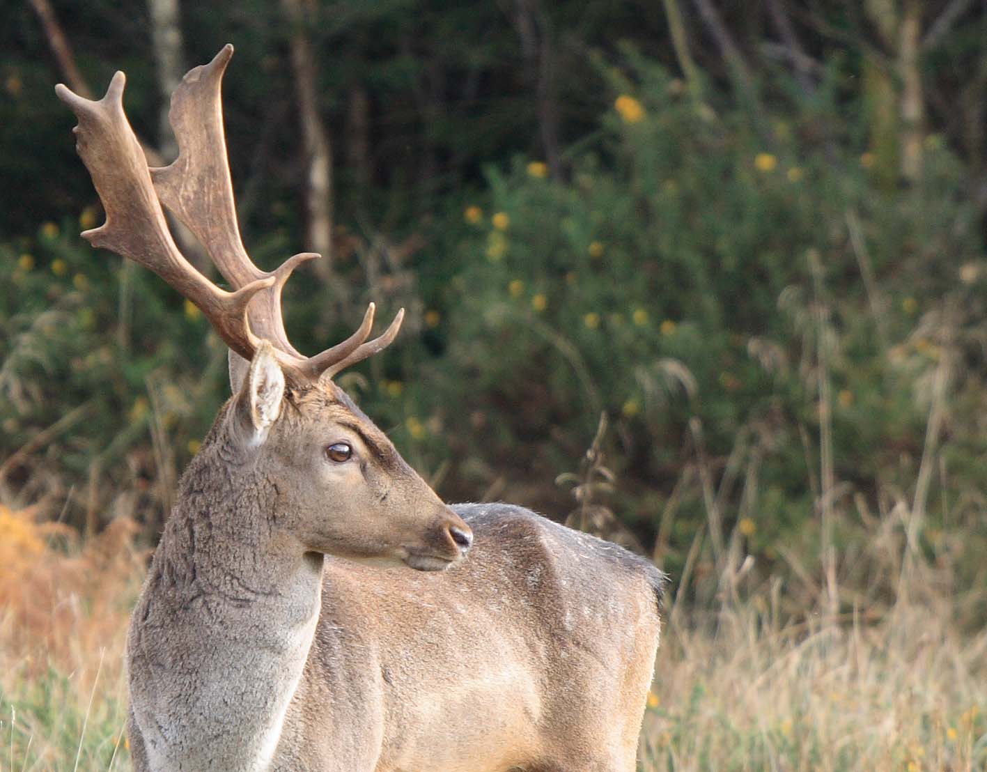 черная лань. косуля сибирская (capreolus pygargus pall. белохвостый олень в тайге. лани имя. европейская лань.