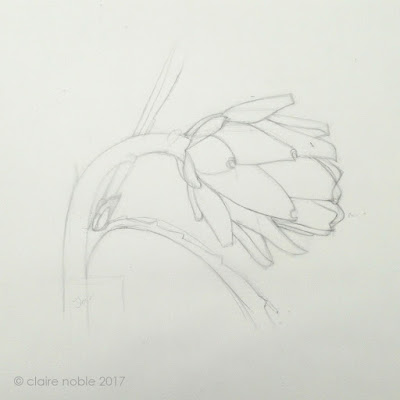Artichoke botanical sketch by Claire Noble Artichoke botanical sketch by Claire Noble