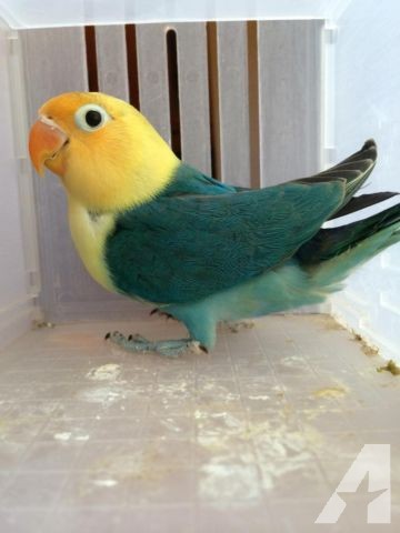 Harga Lovebird Parblue Olive Dan Pastel Biru Salam Gacor