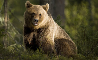 Microsoft is quietly fighting a clever war against Russian hacking group Fancy Bear Microsoft is quietly fighting a clever war against Russian hacking group Fancy Bear