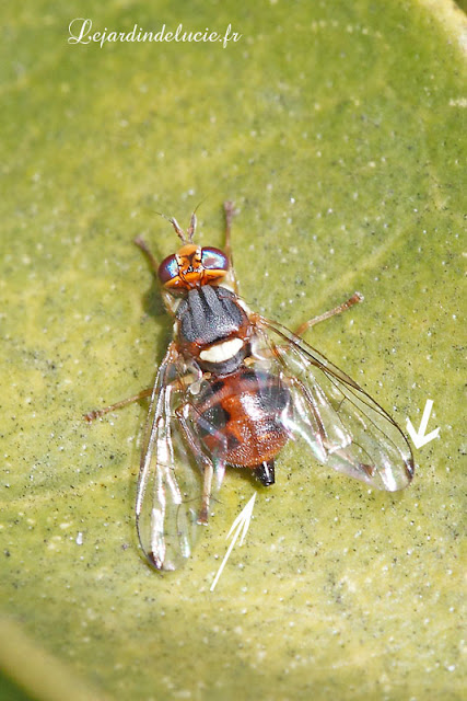 Mouche De L Olivier Piqure Sur L Homme Bactrocera olea, la Mouche de l'olivier