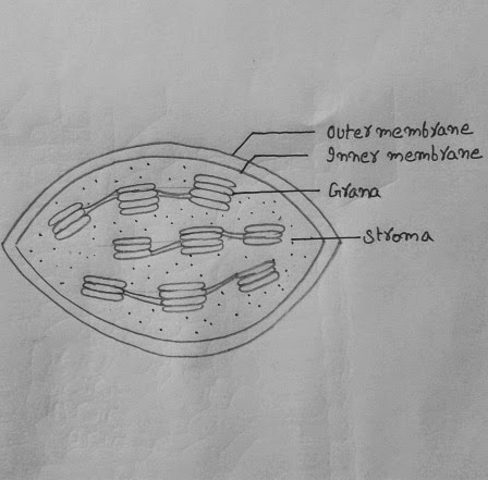 DRAW IT NEAT : How to draw chloroplast