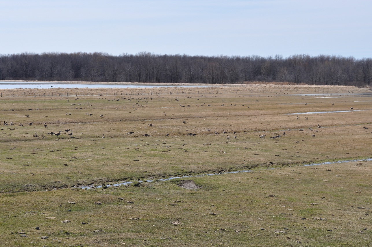 Centre d'interprétation de BaieduFebvre Compte rendu du 12 avril en