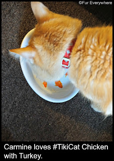 Carmine enjoys some Tiki Cat Chicken with Turkey cat food.