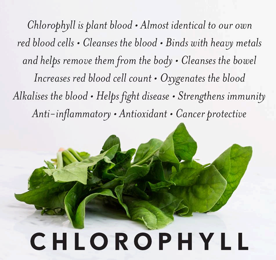 Can I Take Chlorophyll At Night Weight Loss and Fitness: WHAT IS CHLOROPHYLL AND WHY IS IT SO IMPORTANT