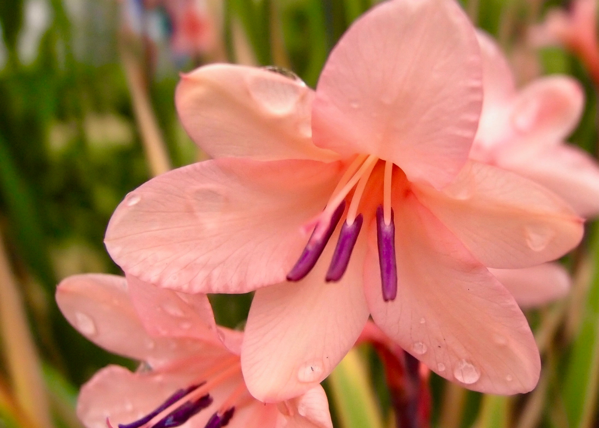 une fleur d'un jour watsonia ii