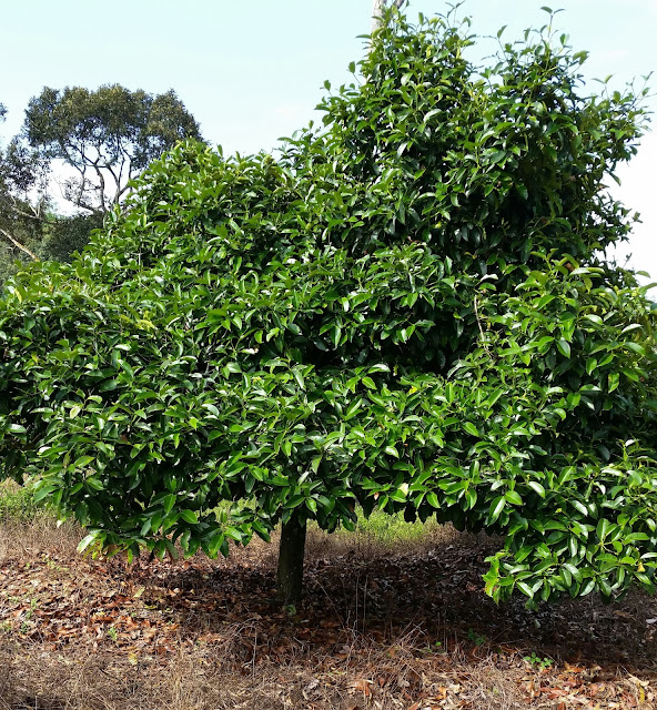warisan petani tanaman manggis warisan petani tanaman manggis