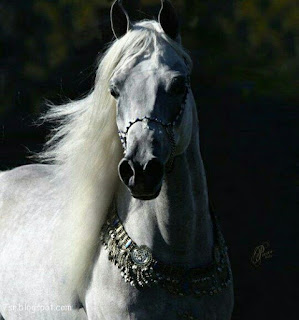 صور حصان , صور خيول عربية أصيلة , صور خيل