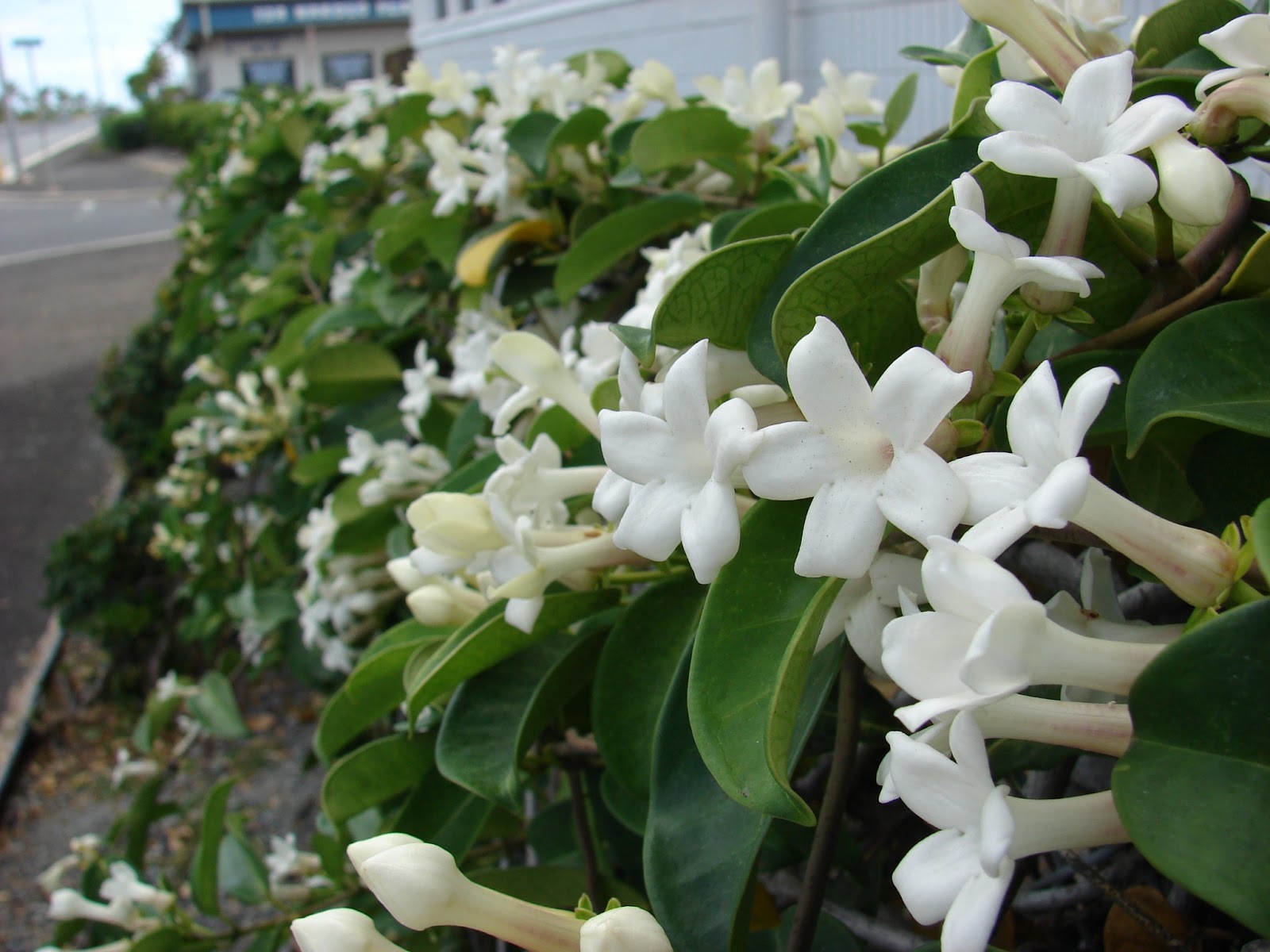 Flowers Stephanotis