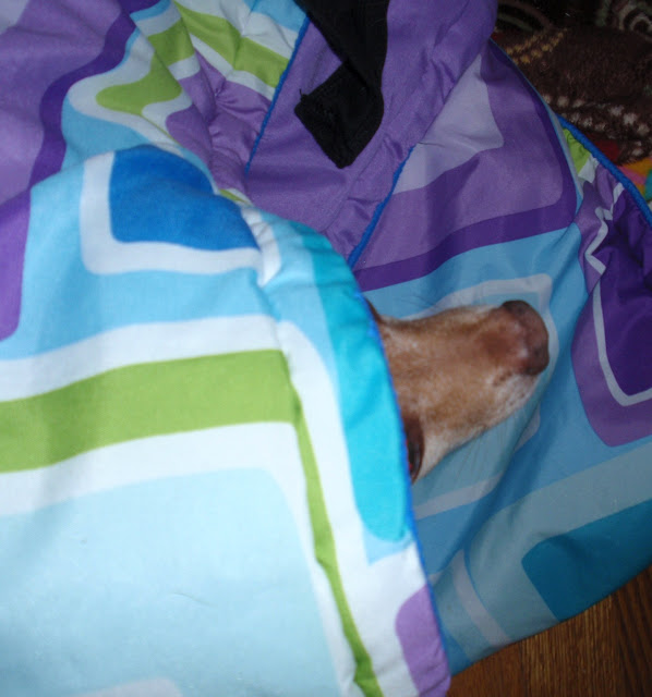 #Chihuahua #scoobydoo hiding in the covers 