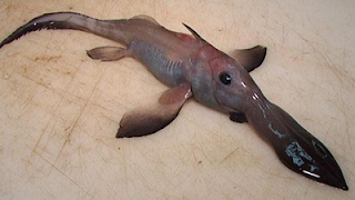CHIMIERA CHIMIERA