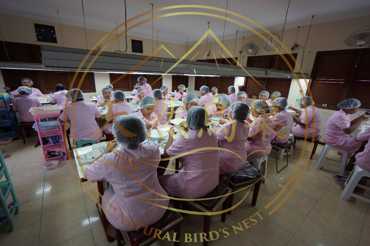 Lowongan Kerja di Sarang Walet (Natural Bird's Nest) - Semarang (Staff QC, Staff Cabut Bulu, Staff Pembentukan) - Portal Info Lowongan Kerja di Semarang Jawa Tengah Terbaru 2022