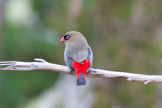 Beautiful_Firetail_%2528Stagonopleura_be