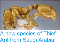 http://sciencythoughts.blogspot.co.uk/2014/04/a-new-species-of-thief-ant-from-saudi.html