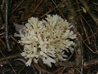 Clavaires blanches et assimilées du Québec Clavaires blanches et assimilées du Québec
