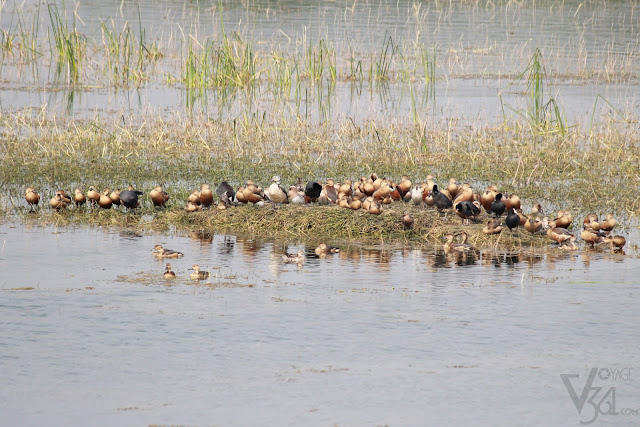 Flock of Lesser Whistling-Duck or lesser whistling teal along with Coot, Garganey, and a lone Comb Duck