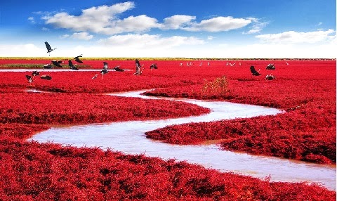Vörös part, Kína, Panjin