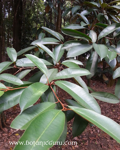 Palaquium gutta, Gutta Percha